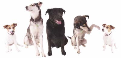 Group of 5 Dogs
