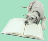dog with book