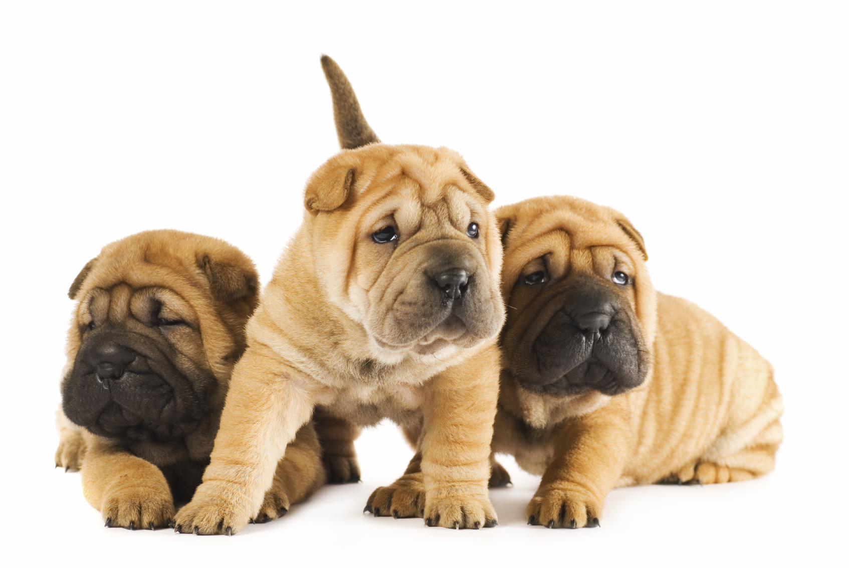 Urban Dog Training Free Puppy Pre School Free Puppy Pre School