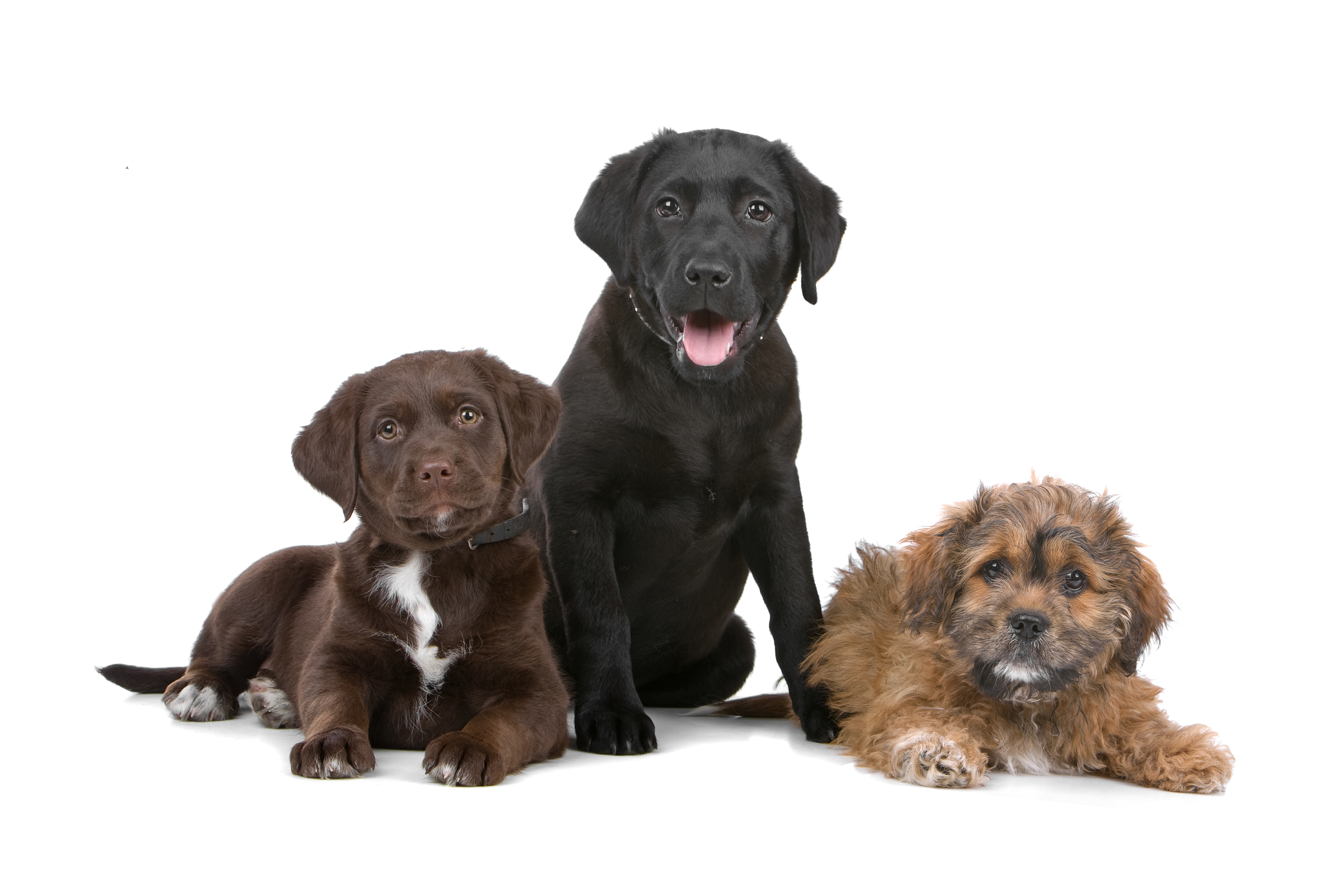 Puppy Play Group Orientation